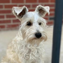 Lulu - Miniature Schnauzer