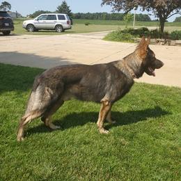 German Shepherds from Winner Shepherds