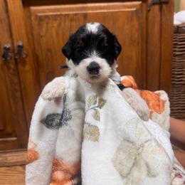 Amethyst - Black and white female Bernedoodle puppy in Carmichaels, Pennsylvania from JensenBelle Doodles