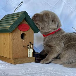 Dilute Retriever Puppies from Crowley’s Ridge Silver Labs