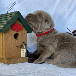 Dilute Retriever Puppies from Crowley’s Ridge Silver Labs