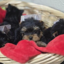 Yorkshire Terrier puppies from Twilights Yorkies FL