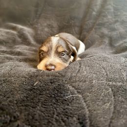 Surf - Chocolate and tan male Dachshund puppy in Nampa, Idaho from 208 Wiener Wiggle Butts LLC