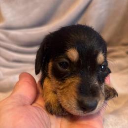 Bing Silky Wire - Black and tan male Dachshund puppy in Argos, Indiana from TKO Doxies