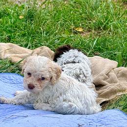 Alani-Girl 1 - Purple collar - Orange female Lagotto Romagnolo puppy in Ashland, Ohio from SS Australian Shepherds