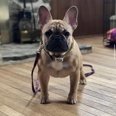 French Bulldog and Nova Scotia Duck Tolling Retriever Puppies from Folklore Den