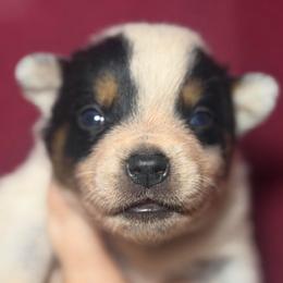 Ironhide - Blue male Australian Cattle Dog puppy in Rosharon, Texas from 4Surge Cattle Dogs