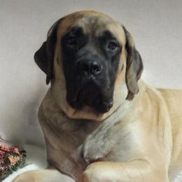Jinx - Mastiff