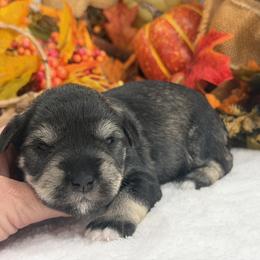 Gypsy Male 4 - Salt and pepper male Miniature Schnauzer puppy in Pageland, South Carolina from New Haven Farms