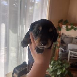 Harry Osborne - Blue and tan male Dachshund puppy in Yuba City, California from The Navarro Furbabies