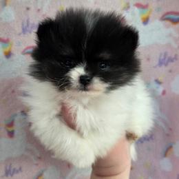 Cedar - Tri-colored male Pomeranian puppy in Creswell, North Carolina from Grace's Poms🐾💕