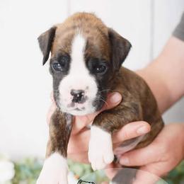 Boxer Puppies from Hawk Creek Boxers