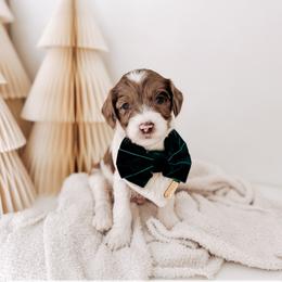 Golden Ring - 12 Days of Christmas - Merle male Goldendoodle puppy in Syracuse, Indiana from The Doodle Cove