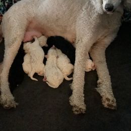 Poodle Puppies from Southern Standards