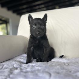 Dutch Shepherd Puppies from TecK9s