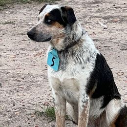 Binkie - Companion Cross