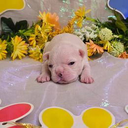 Snow White Boy - Seal and white male Boston Terrier puppy in Corsicana, Texas from JT Bostons