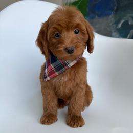 E-Blue Boy - Red  male Goldendoodle puppy in Lewisville, Texas from Texas Goldendoodle Lovers