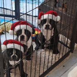 Sebastian - Brindle male Companion Cross puppy in Fort Myers, Florida from Legends Frenchton's, French Bulldogs ,Boston Terriers, Reindeer chihuahuas & French Bullhuahua's