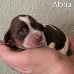 Aloha - Tri-Roan female English Springer Spaniel puppy in Florida from Thunderbird Springers