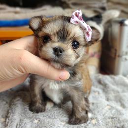 Korean Babydoll Bria - Gold female Morkie puppy in Barren Springs, Virginia from Seeking Shalom Acres Maltese, Maltipoos & Havamalts