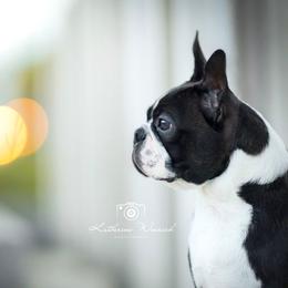 American Staffordshire Terriers and Boston Terriers from Aim High Kennels