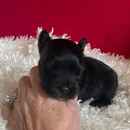 Donavan - Black and tan male Yorkshire Terrier puppy in Carleton, Michigan from Jo Smallwood