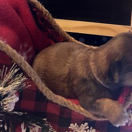 Girl 1 - Shih Tzu puppy in Sugarcreek, Ohio from D’s Shih Tzu