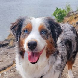 Candi - Miniature American Shepherd