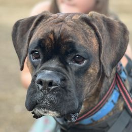 Deebo - Boxer