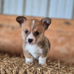 French Fry - Sable male Pembroke Welsh Corgi puppy in Briggsdale, Colorado from Lovebird Corgis