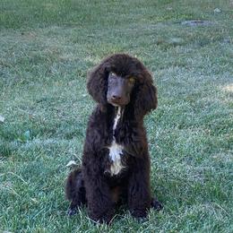 Bluetick Coonhound and Poodle Puppies from Dejah Bleu Kennels