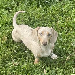 Dotti - Dachshund