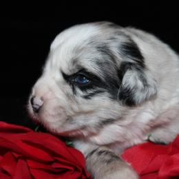 Clover - Blue merle male Australian Shepherd puppy in Colorado Springs, Colorado from Rocky Mountain Aussies