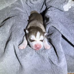 Dublin - Brown and white male Siberian Husky puppy in Avoca, Michigan from Repurposed Paradise Farm