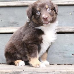 Dahlia - Red tri-color female Australian Shepherd puppy in Macon, Georgia from Shaina’s Shepherds