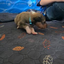 Light Blue - Sable female Collie puppy in Wykoff, Minnesota from Country Collies