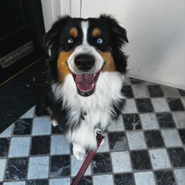 TBD - Australian Shepherd