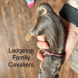 Pink - Chocolate female Cavalier King Charles Spaniel puppy in Greenleaf, Wisconsin from Ledgetop Family Cavaliers