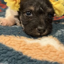Daisy - Black and tan female Dachshund puppy in Hutchinson, Kansas from Dappled Danes