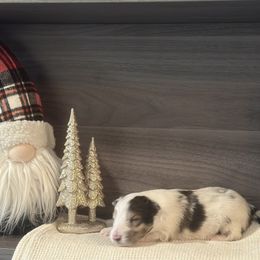 Bandit - White blue merle male Shetland Sheepdog puppy in Greenwood, Indiana from Rickman Premier Shelties