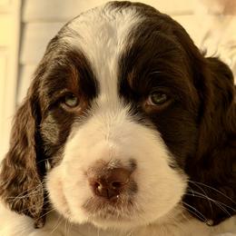 Red Collar - Liver and white female English Springer Spaniel puppy in Tea, South Dakota from Mindy's English Springer Spaniels