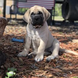 Mastiff Puppies from Majestic Mastiffs of Florida