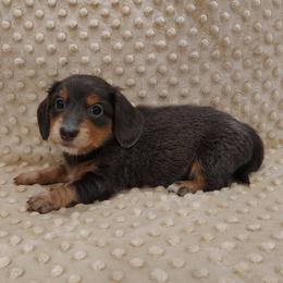 Puppy 2 - Blue and tan male Dachshund puppy in Krum, Texas from Dots N Spots Dachshunds
