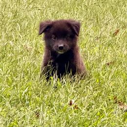Woody - Black tri male Miniature Australian Shepherd puppy in Patterson, North Carolina from DreamLine Aussies