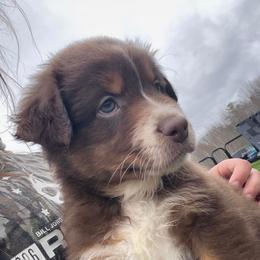 Australian Shepherd Puppies from Quiet Cove Kennels