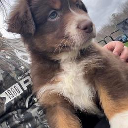 Australian Shepherd Puppies from Quiet Cove Kennels