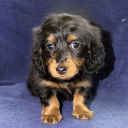 Stella 2800 - Black and tan female Dachshund puppy in Tonopah, Arizona from Brandie's Dachshunds