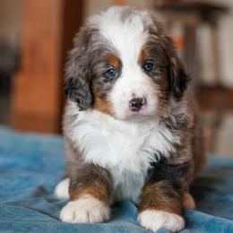 Tim - Merle male Bernedoodle puppy in Dundee, Ohio from Down Home Doodle