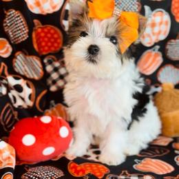 MaRee - Parti female Yorkshire Terrier puppy in Prosper, Texas from DaintyDawlz